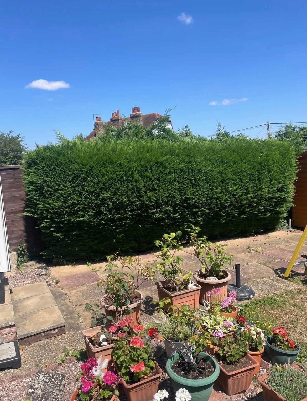 A large, dense conifer hedge trimmed neatly, Braintree