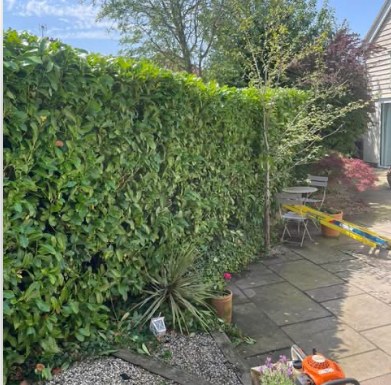 A well-maintained garden and patio area bordered by a neatly trimmed hedge