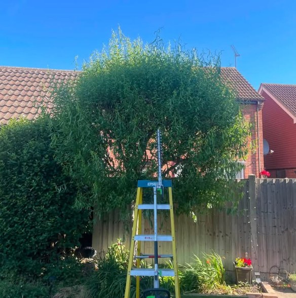 Hedge and tree reduction in progress using a ladder, Braintree
