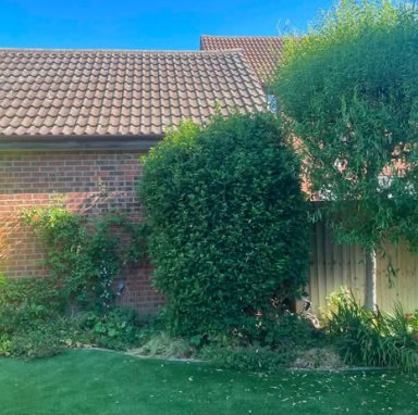A hedge trimmed back against a garage wall, Braintree